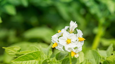 佳谷拉斯在土豆上的增產試驗